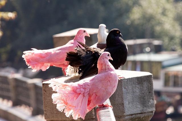 甚至吸引了 甚至吸引了