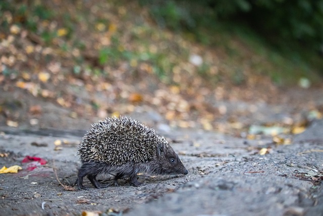 热刺建立优 热刺建立优